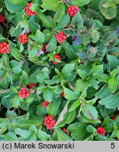 Cornus canadensis (dereń kanadyjski)