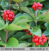 Cornus canadensis (dereń kanadyjski)