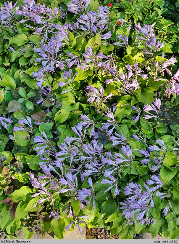 Hosta venusta (funkia piękna)