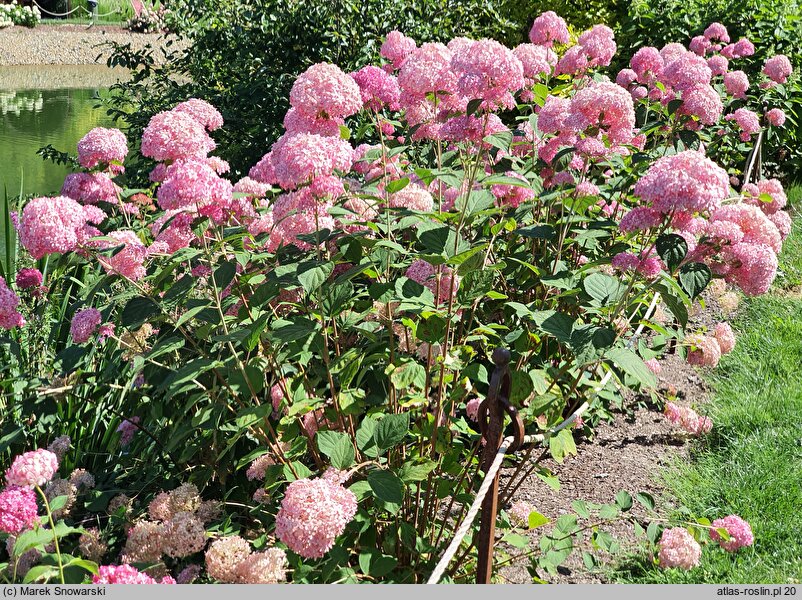 Hydrangea arborescens