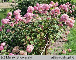 Hydrangea arborescens