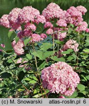 Hydrangea arborescens