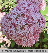 Hydrangea arborescens