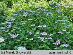 Hydrangea macrophylla Mariesii