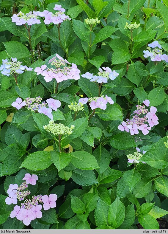 Hydrangea macrophylla Mariesii