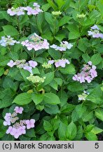 Hydrangea macrophylla Mariesii