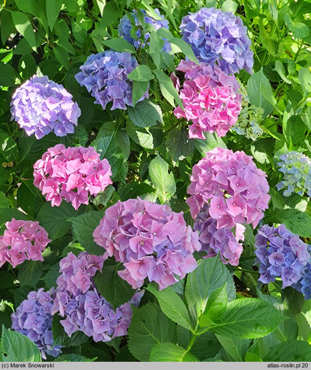 Hydrangea macrophylla Early Blue