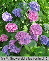 Hydrangea macrophylla Early Blue