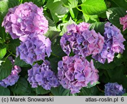 Hydrangea macrophylla Early Blue