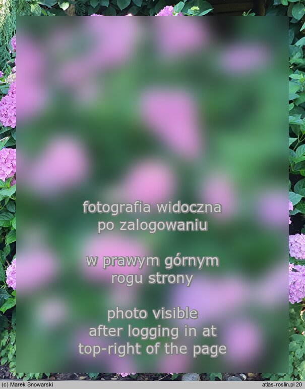 Hydrangea macrophylla Cendrillon