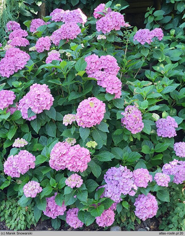 Hydrangea macrophylla Cendrillon