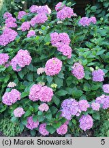 Hydrangea macrophylla Cendrillon