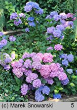 Hydrangea macrophylla Cendrillon