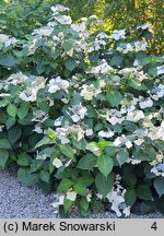 Hydrangea macrophylla Veitchii