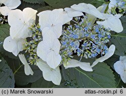 Hydrangea macrophylla Veitchii