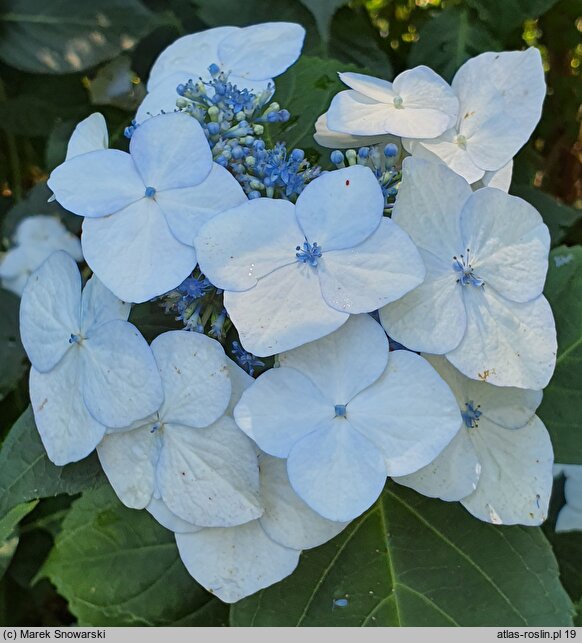 Hydrangea macrophylla Veitchii