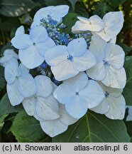 Hydrangea macrophylla Veitchii