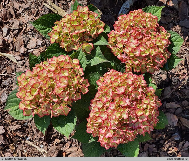 Hydrangea macrophylla Sweet Lips Purple