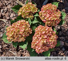 Hydrangea macrophylla Sweet Lips Purple