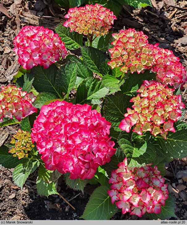 Hydrangea macrophylla Baladia Hot Pink