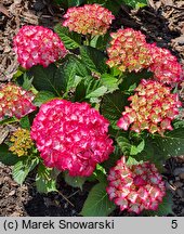 Hydrangea macrophylla Baladia Hot Pink