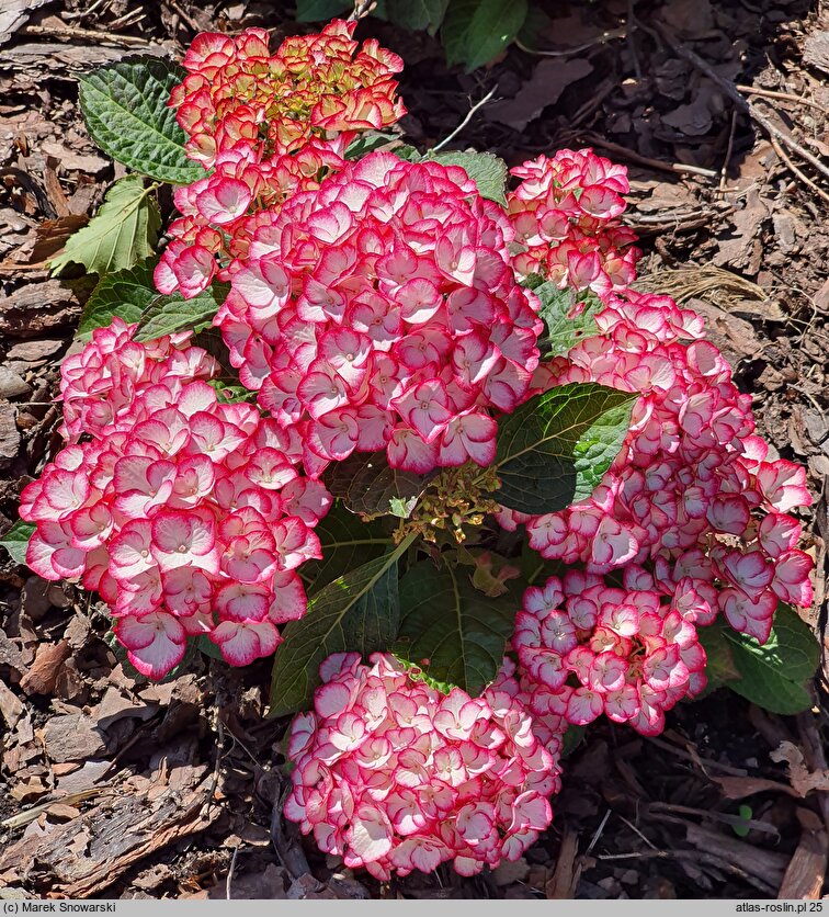 Hydrangea macrophylla Elfy