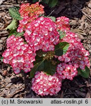 Hydrangea macrophylla Elfy