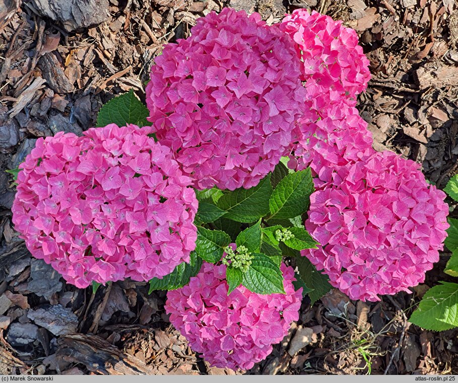 Hydrangea macrophylla Saxon Series Style Pink