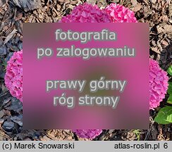 Hydrangea macrophylla Saxon Series Style Pink