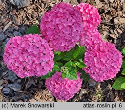 Hydrangea macrophylla Saxon Series Style Pink