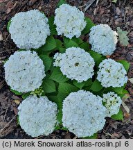 Hydrangea macrophylla Florencia