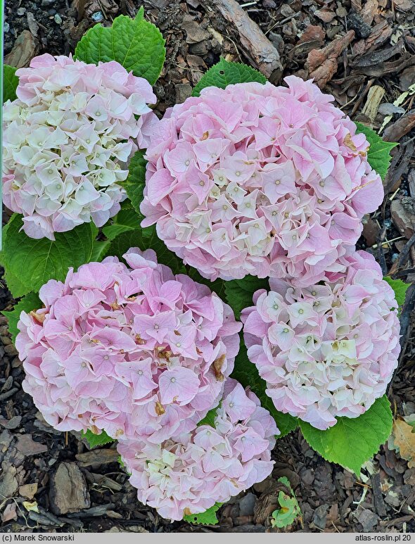 Hydrangea macrophylla Saxon Series Sonnenstein