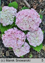 Hydrangea macrophylla Saxon Series Sonnenstein