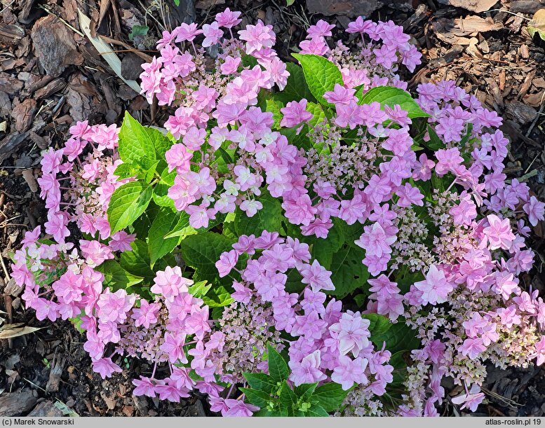 Hydrangea macrophylla Floria