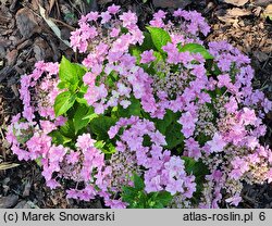 Hydrangea macrophylla Floria