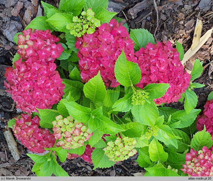 Hydrangea macrophylla Glossy Lips Red