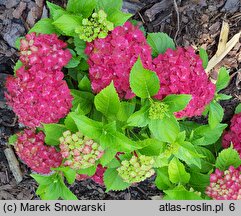 Hydrangea macrophylla Glossy Lips Red