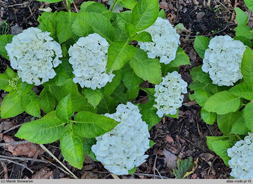 Hydrangea macrophylla Saxbriwhi