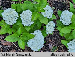 Hydrangea macrophylla Saxbriwhi