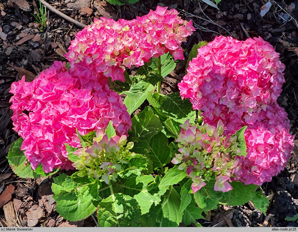 Hydrangea macrophylla Double Pink