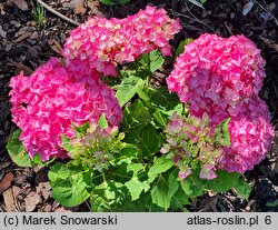 Hydrangea macrophylla Double Pink