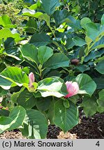 Magnolia denudata Dan Xin