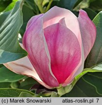 Magnolia denudata Dan Xin