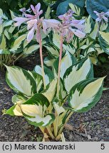Hosta Fire and Ice