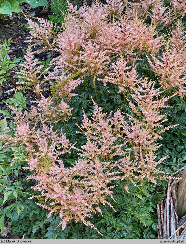 Astilbe Inshriach Pink