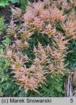 Astilbe Inshriach Pink