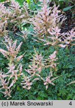 Astilbe Inshriach Pink