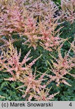 Astilbe Inshriach Pink