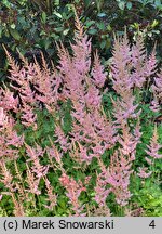 Astilbe chinensis Intermezzo