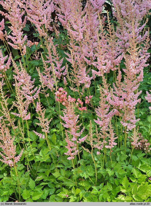 Astilbe chinensis Intermezzo